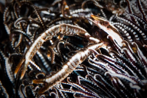 Elegant Squat Lobster.  Tulamben Bali. Canon 20D 100mm Ma... by Mick Tait 